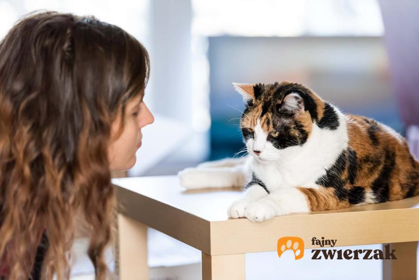 Kot leżący na stoliku, a także karcenie kota i jak karcić kota, by było to skuteczne w nauce dobrych zachowań