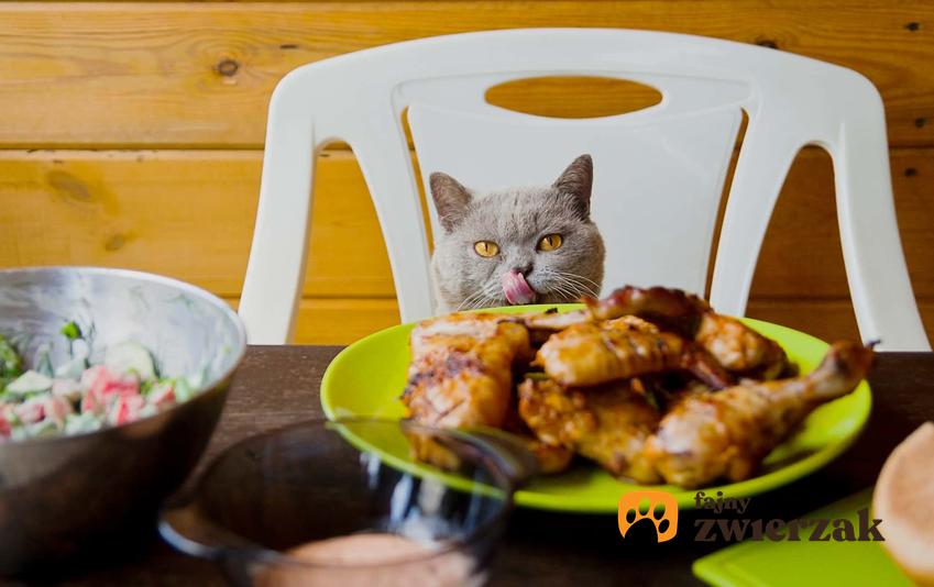 Kot siedzący przy stole zastawionym jedzeniem, a także lista produktów, które mogą być szkodliwe dla kotów
