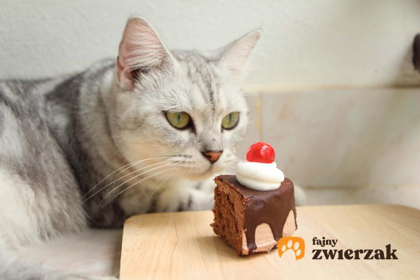 Kot zjadający kawałek ciasta, a także szkodliwość słodyczy i produkty trujące i niebezpieczne dla kotów