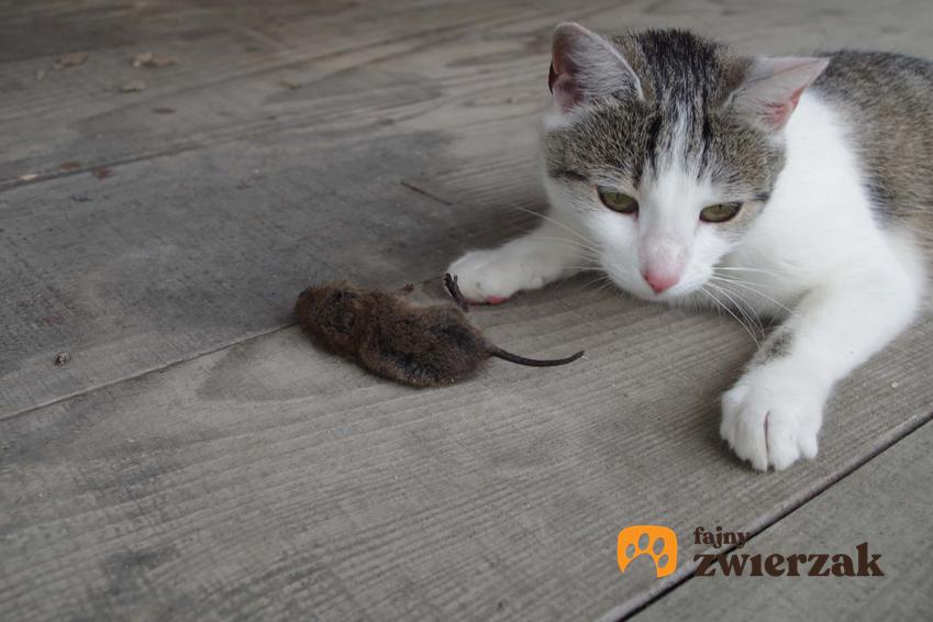 Kot leżący obok martwej myszy, którą przyniósł właścicielowi, a także dlaczego koty przynoszą martwe myszki