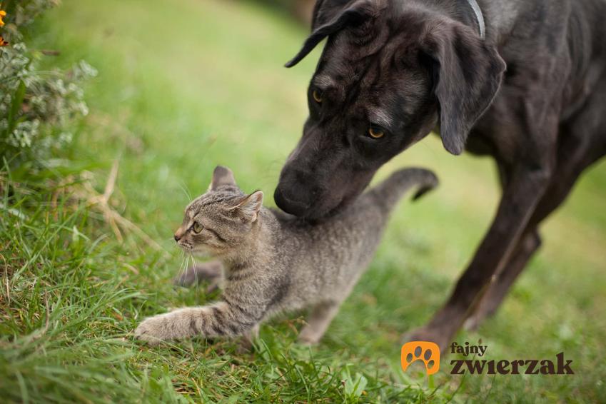 Pies wąchający kota, a także najważniejsze różnice między psami i kotami i informacje o ich wychowaniu