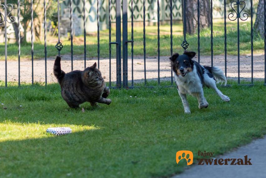 Pies i kot w czasie zabawy i biegania, a także różnice między psem a kotem, które mają znaczenie dla właścicieli