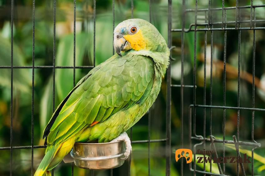 Papużka amazonka modrobrewa o zielonych piórkach, a także występowanie i opis gatunku oraz hodowla krok po kroku