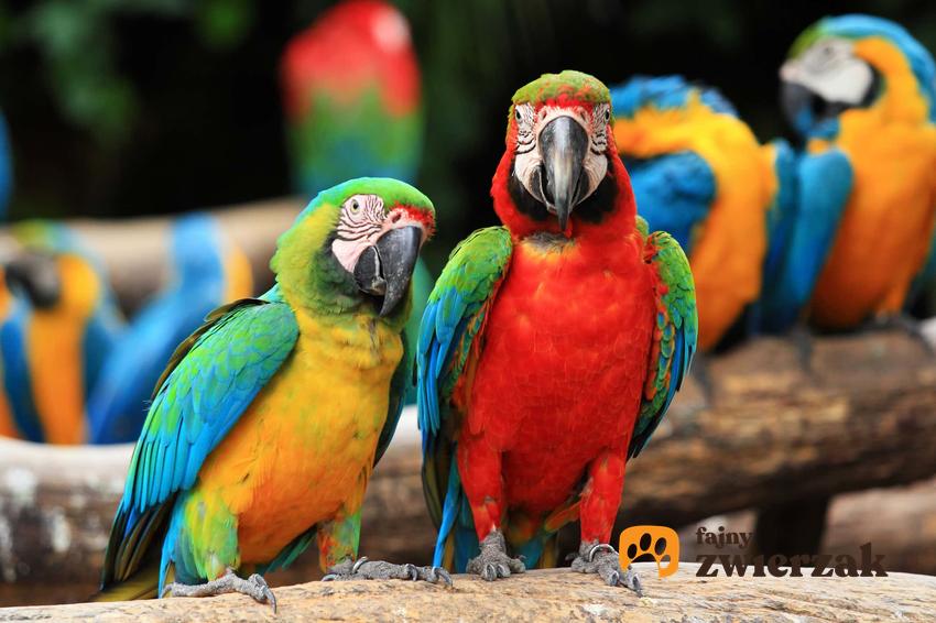 Kolorowe papugi ara i ich charakterystyka, opis i występowanie oraz najważniejsze informacje o hodowli
