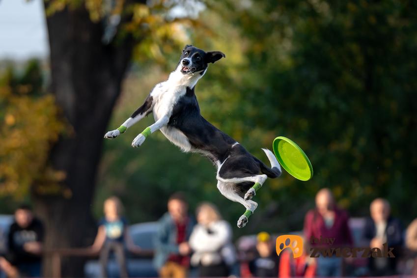 Pies łapiący frisbee oraz jak używać frisbee dla psa podczas zabawy, najlepsze porady dla hodowców