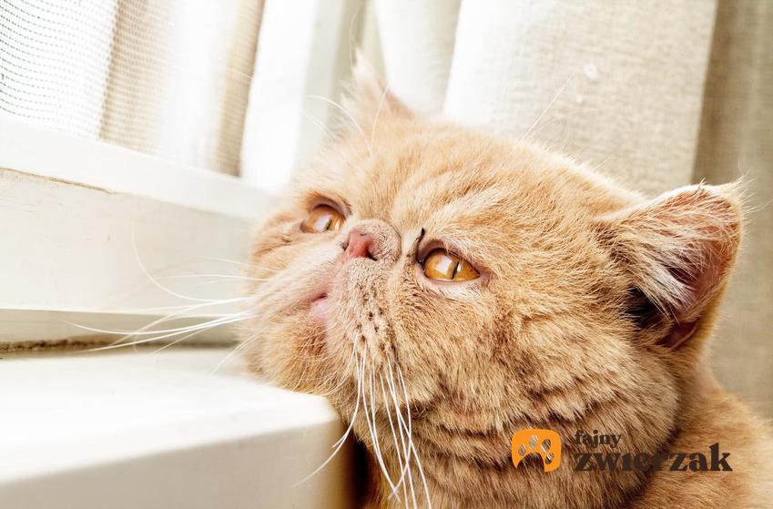 Kot smutno patrzący w okno, a także depresja u kota i jak objawia się kocia depresja, najważniejsze informacje