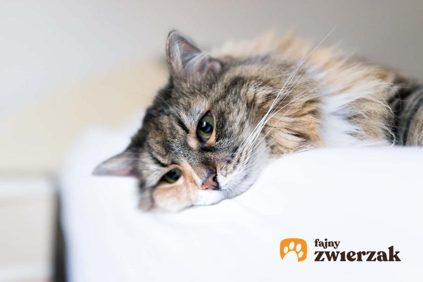 Smutny kot na łóżku, a także depresja u kota i jak objawia się kocia depresja, objawy, przebieg