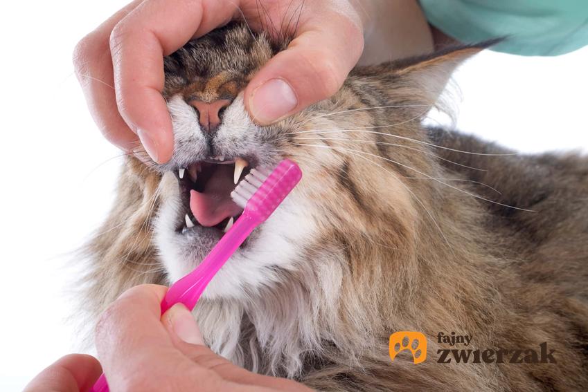 Czyszczenie zębów kotu, a także jak ograniczyć kamień nazębny u kota, usuwanie i czyszczenie