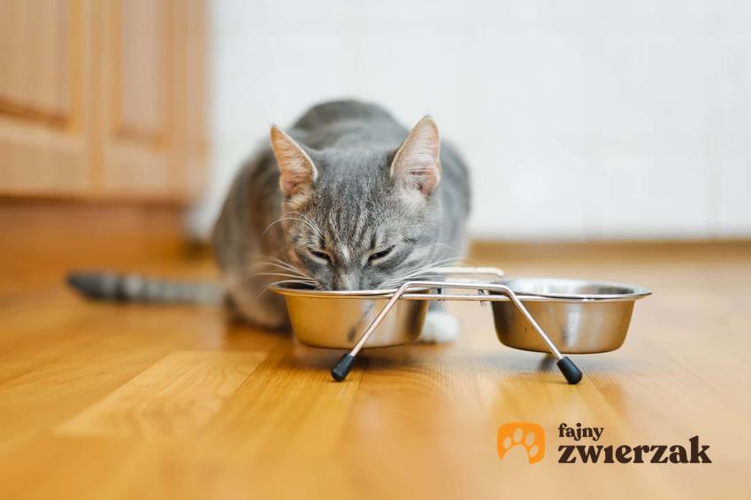 Kot jedzący z miski, a także informacje dla właścicieli, ile razy dziennie karmić kota
