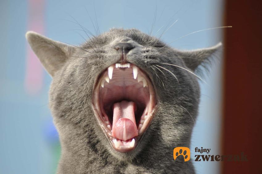 Ziewający kot pokazujący zęby, a także informacje, ile koty mają zębów i porady dla właścicieli kotów