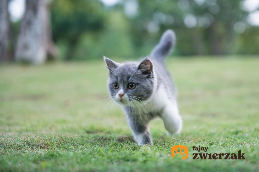 Mały kotek biegający po podwórku, a także informacje, czy kot powinien wychodzić z domu i jak wychować wychodzącego kota