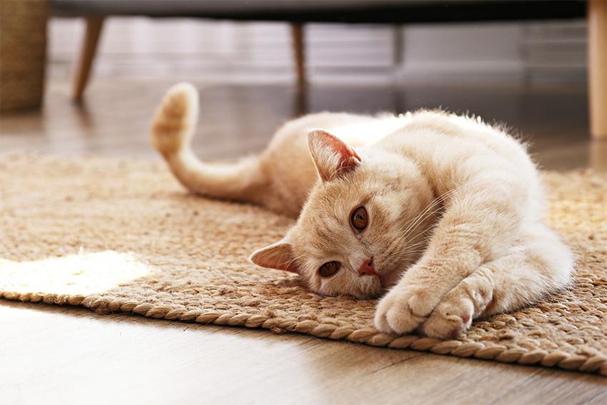 Kot na dywanie