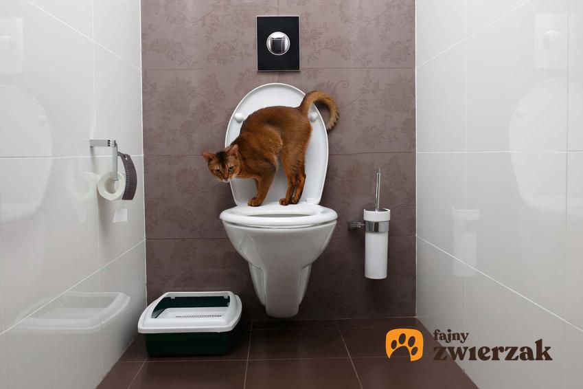 Kot załatwiający się w toalecie, a także informacje, czy można naucyzć kota załatwiania się do toalety