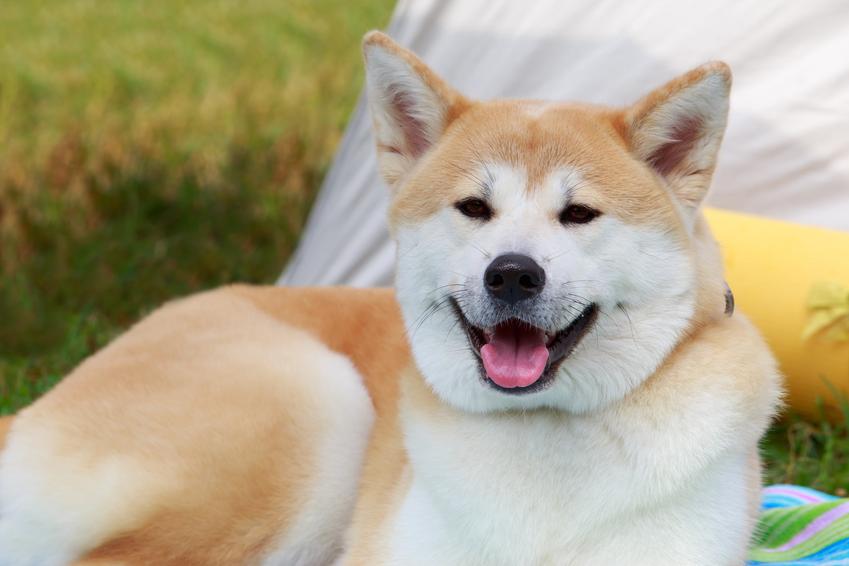 Uśmiechnięty pies rasy akita inu oraz co warto wiedzieć o psie imieniem hachico