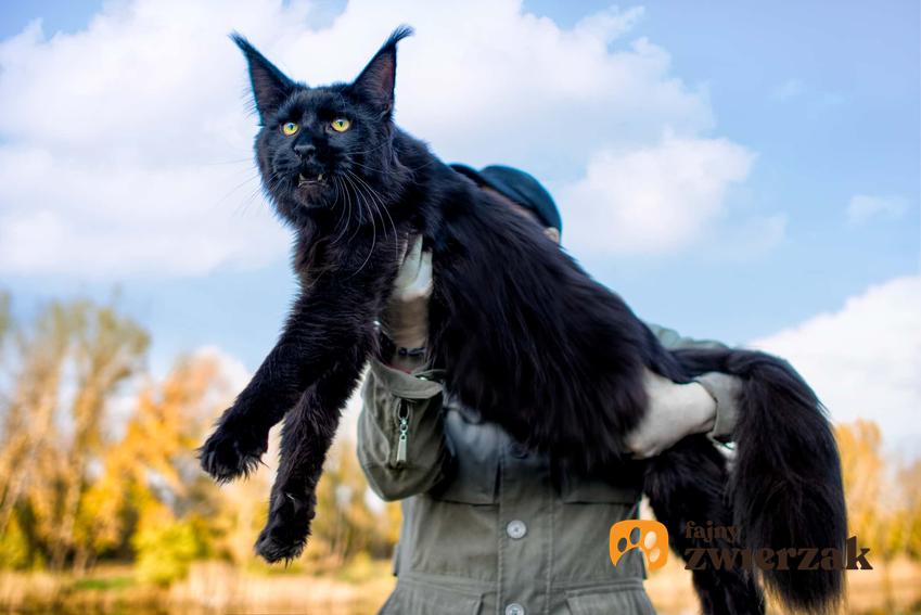 Kot main coon o czarnym futerku, a także TOP 5 najlepszych ras kotów do hodowli w domu