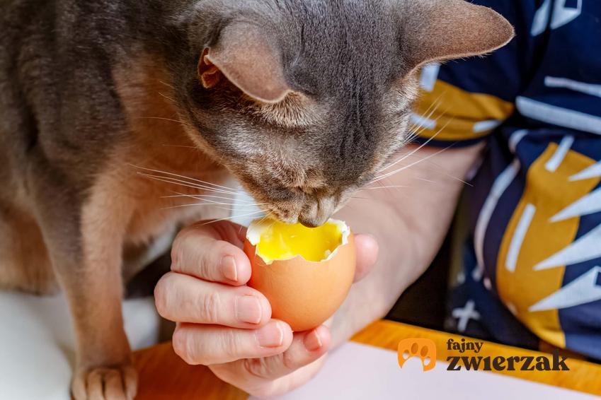 Kot jedzący surowe jajko ze skorupki, a także informacje, czy koty mogą jeść jajka i w jakiej postaci