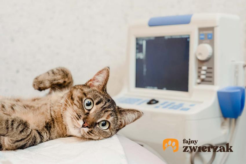Wizyta kota u weterynarza, a także jak przeżyć z kotem wizytę u weterynarza i jak zmniejszyć stres zwierzęcia