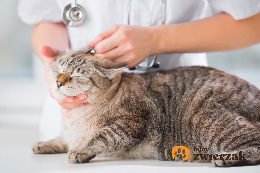 Badanie kota u weterynarza, a także podpowiedzi, jak przeżyć wizytę u weterynarza z kotem