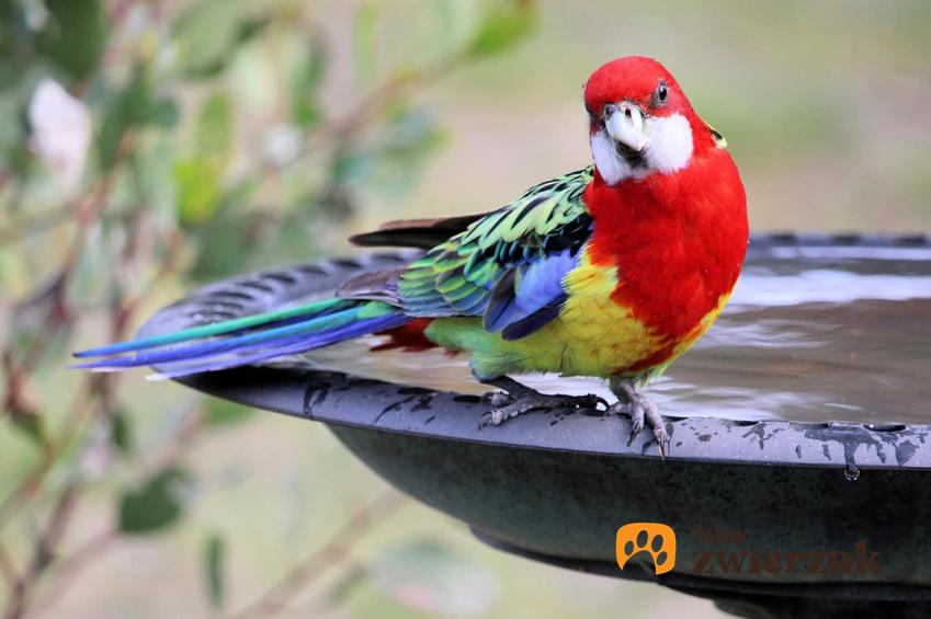 Rozella białolica o przepięknym, kolorowym upierzeniu, a także opis i hodowla papugi
