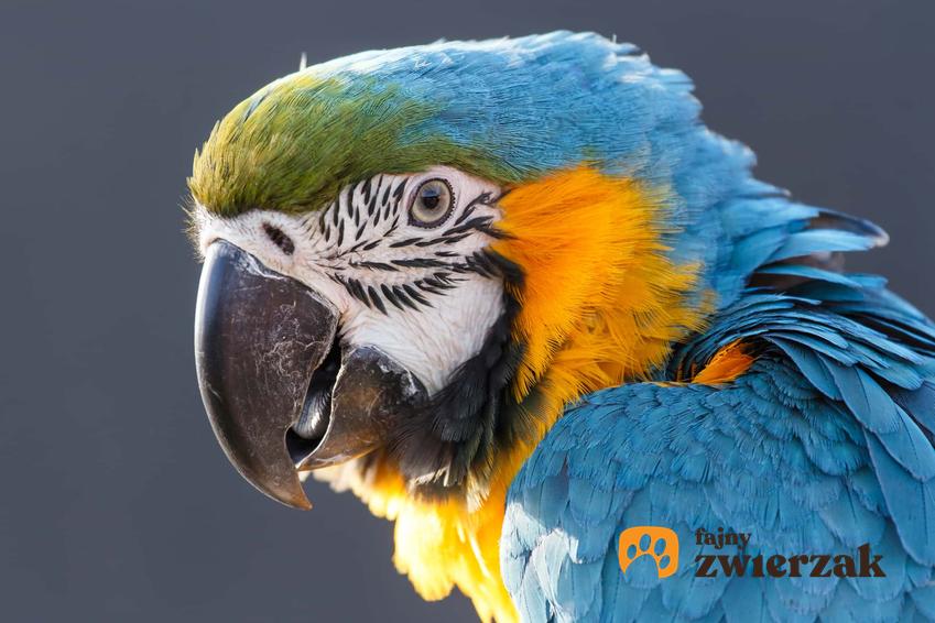 Papuga ara ararauna o niebieskich piórkach i czarnym dziobie z bliska, a także jej charakterystyka, wielkość oraz usposobienie