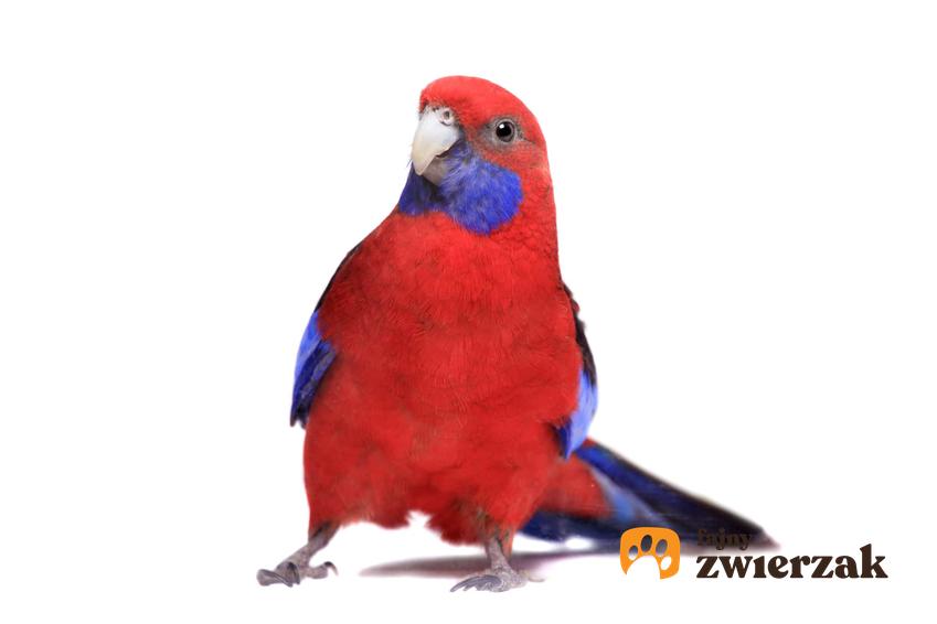 Rozella królewska cała czerwona z niebieskimi piórami, a także opis gatunku, cena i rozmnażanie