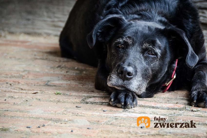 Stary pies leżący na podłodze, a także podpowiedzi, jak opiekować się starszym psem, najważniejsze informacje