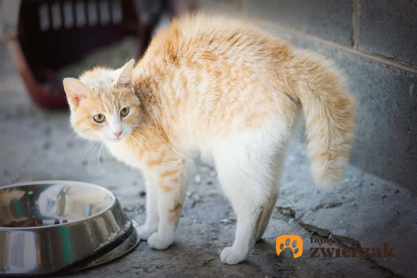 Zjeżony kot o gęstej sierści, a także jak rozpoznać, że kot sie stesuje i jak zmniejszyć stres kotów krok po kroku