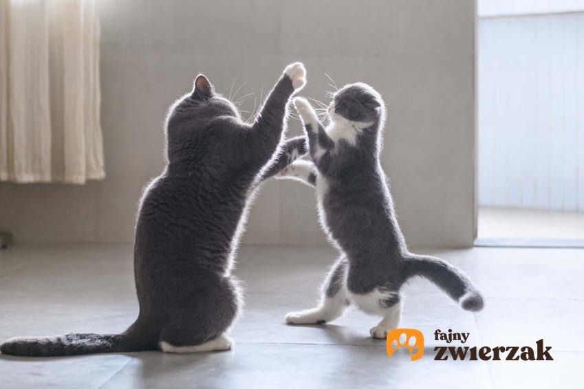 Dwa walczące kocury, a także informacje, czy i jak rozdzielić walczące koty