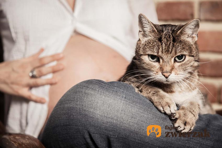 Kot siedzący obok kobiety w ciąży, a także jak przygotować kota na pojawienie się dziecka