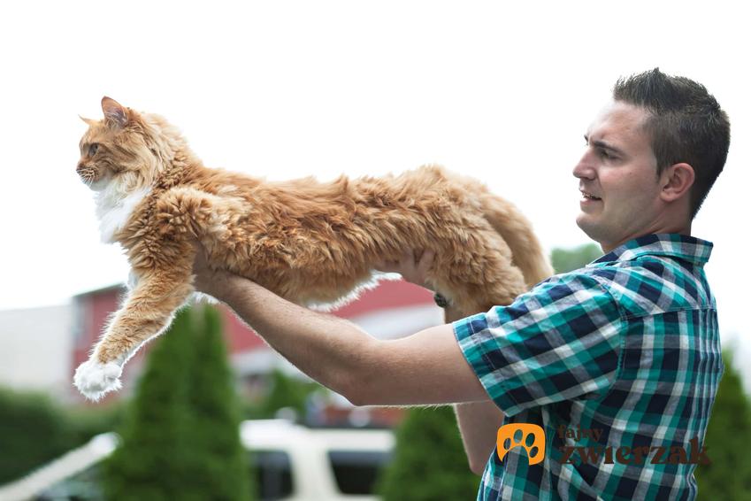 Maine Coon na rękach właściciela, czyli największy kot na świecie, pielęgnacja i hodowla Maine Coonów