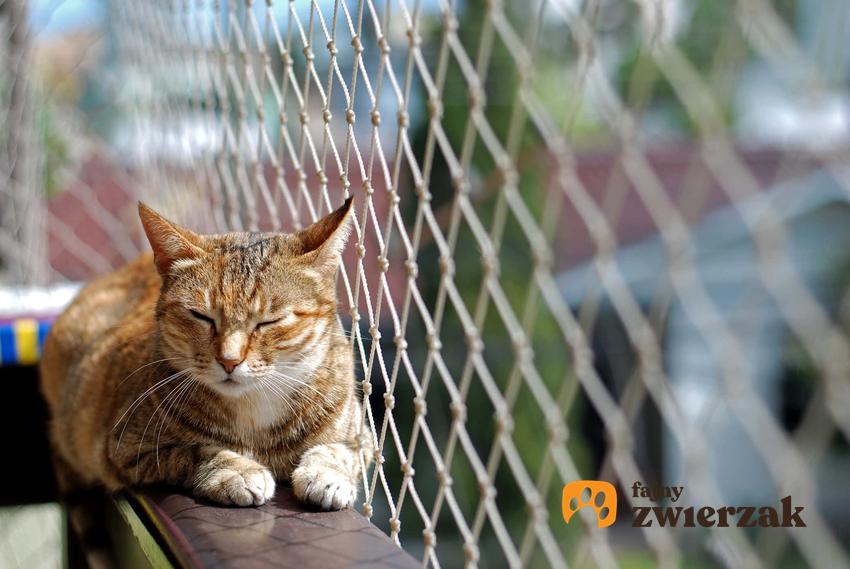 Kot leżący na balkonie, a także jak zaaranżować przestrzeń dla kota krok po kroku