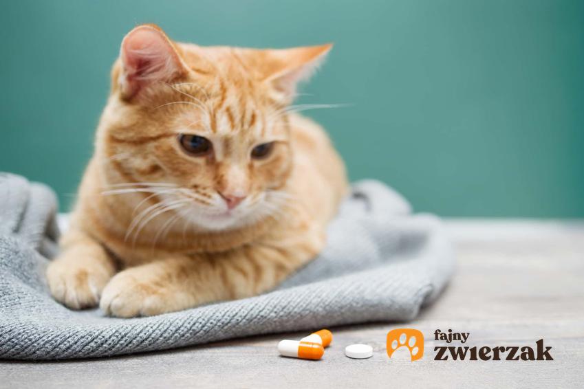 Kot leżący przy tabletkach, a także suplementy uspokajające dla kotów krok po kroku