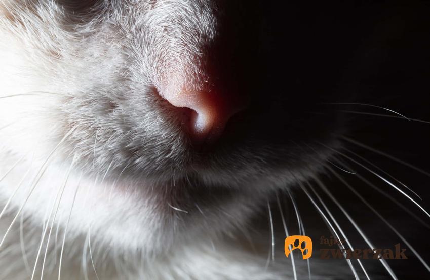Wibrysy, czyli wąsy kota, a także co to są wibrysy i ich działanie i znaczenie