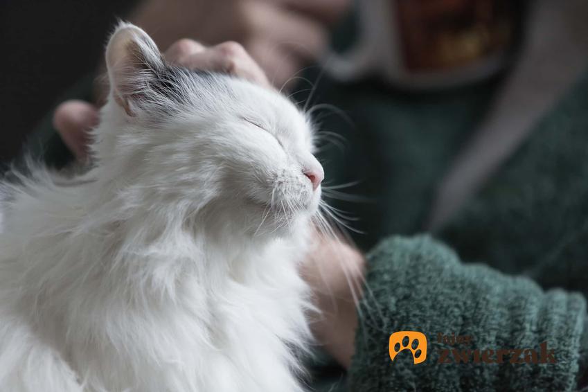 Głaskanie kota, jeden z elementow felinoterapii, a także co to jest felinoterapia i jak to działa