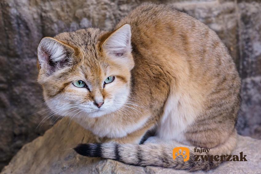 Turkmeński kot pustynny o brązowej sierści, a także jego pochodzenie, opis, wymagania gatunku