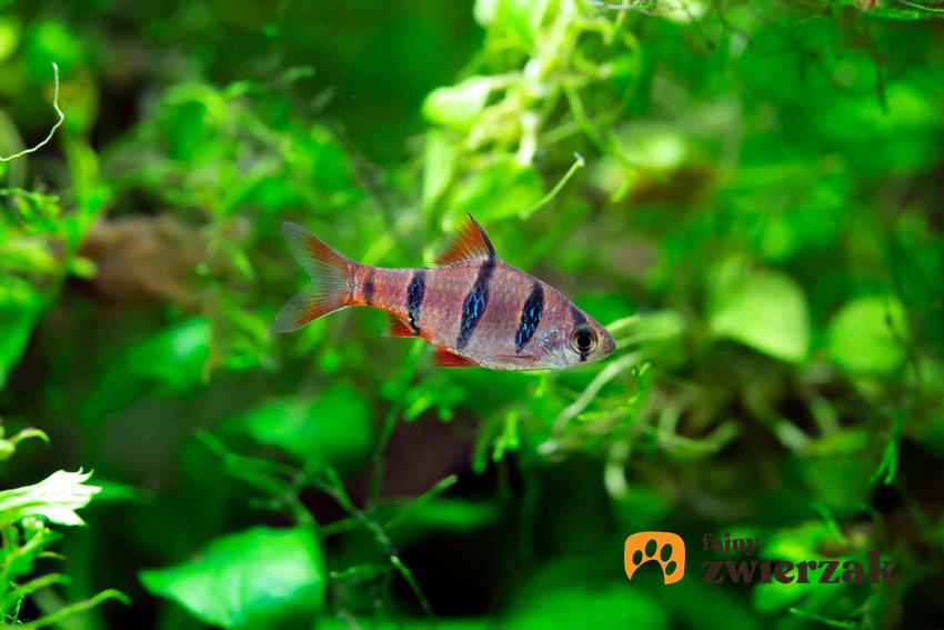 Brzanka pięciopręga w akwarium na tle roślin, a także informacje o rybce, jej wyagania, zdjęcia oraz porady dla hodowców