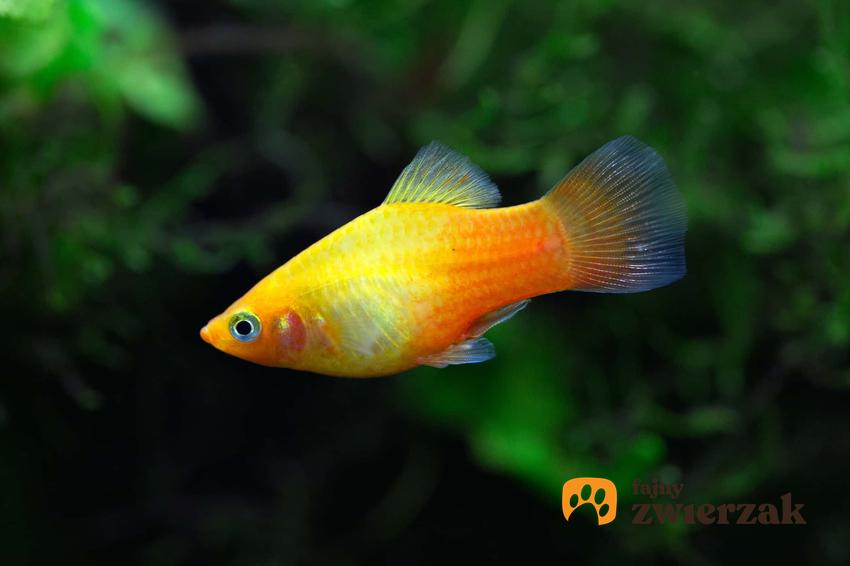 Żółta rybka zmienniak plamisty, czyli Platka i jej charakterystyka, występowanie, wymagania i hodowla