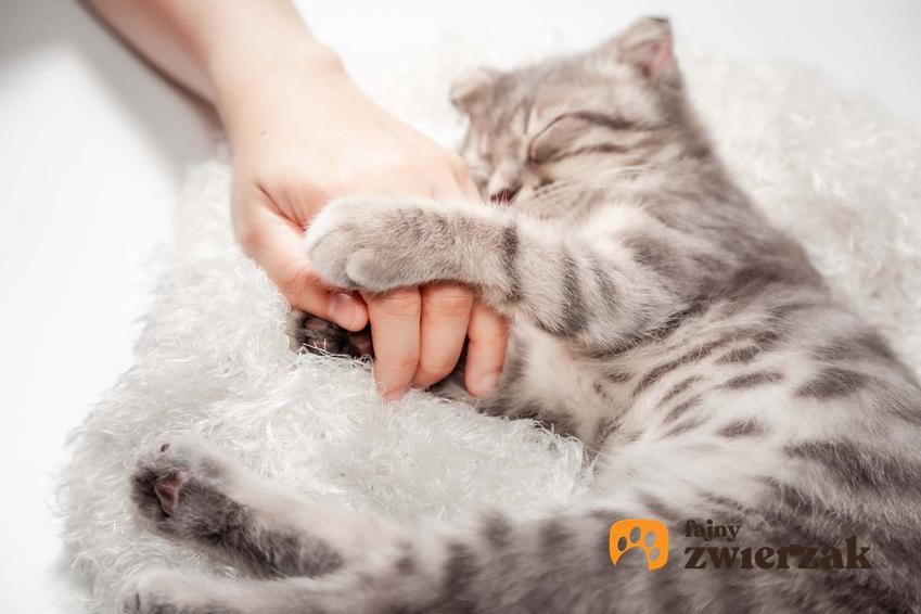Kotek przytulony do ręki właścicielki, a także czy koty mają emocje i potrafią kochać