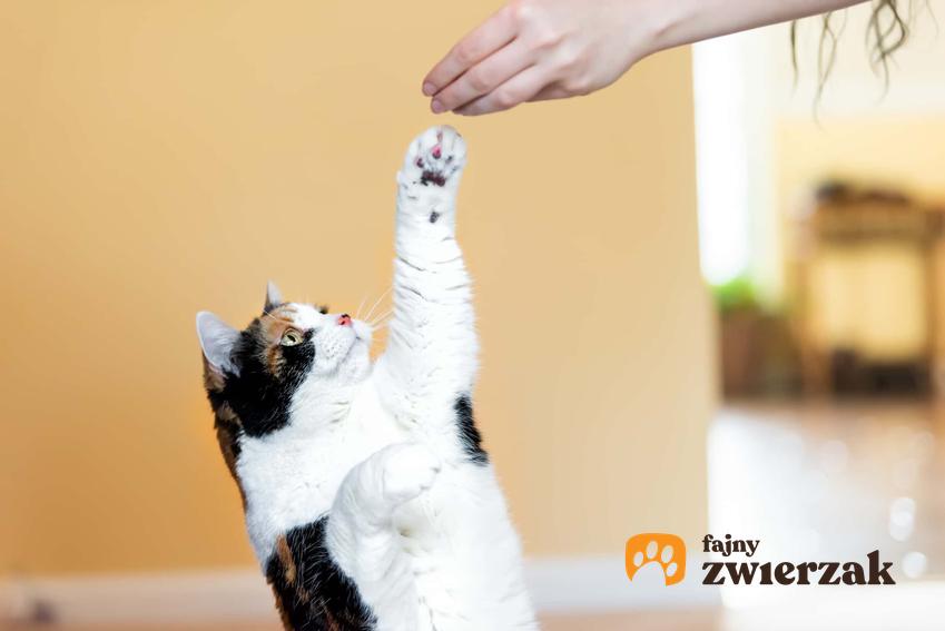 Dawanie smaczków kotu, a także czy koty da się nauczyć sztuczek krok po kroku