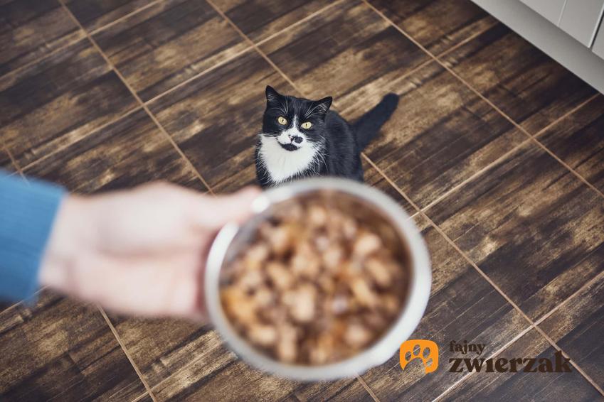 Podawanie jedzenia kotu na misce, a także 5 faktów o żywieniu kota, które każdy własciciel powinien znać