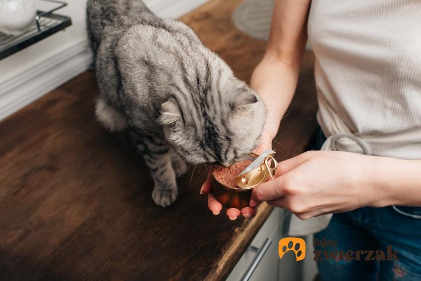 Dawanie kotu jedzenia z puszki i najważniejsze fakty o żywieniu kota
