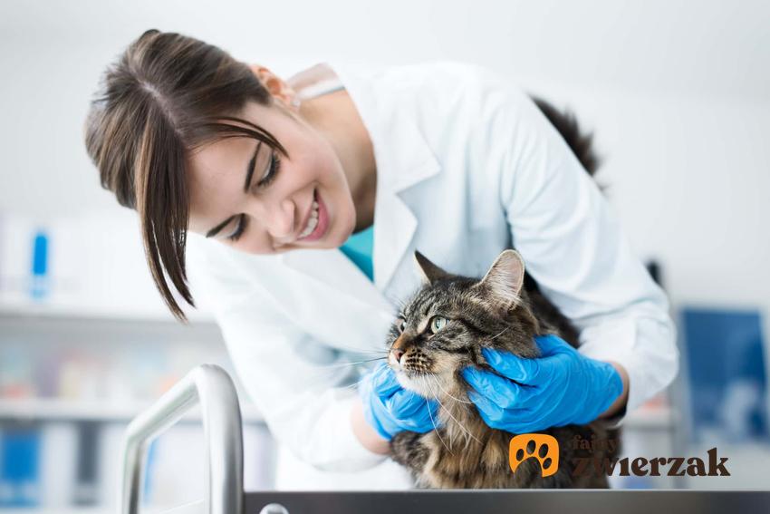 Weterynarz badający kota, a także migotka u kota, czyli trzecia powieka i jej leczenie, diagnoza oraz przyczyny