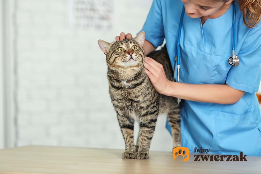 Кошка у ветеринара. Болезни кошачьих глаз, диагностика, лечение и виды заболеваний