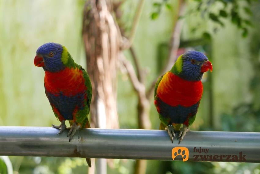 Dwie papugi lorysa górska oraz opis gatunku, a także hodowla, wymagania oraz rozmnażanie w warunkach domowych