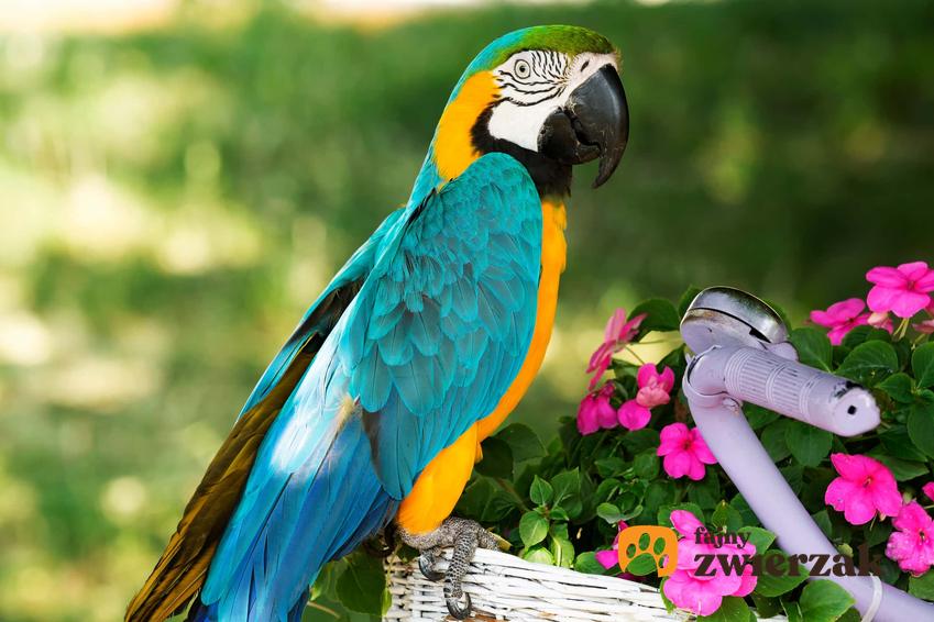 Ara, papuga do hodowli w domu oraz TOP 4 najpopularniejsze papugi domowe
