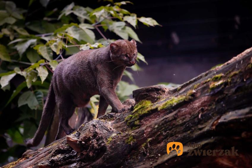 Jaguarundi na drzewie, dziki kot z 6 najdziwniejszych kotów na świecie