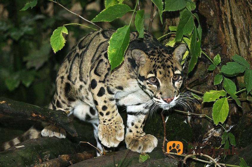 Pantera mglista w lesie oraz zestawienie TOP 6 dzikich kotów na świecie, które są dość dziwne