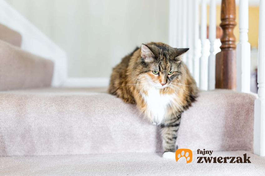 Kot siedzący na schodach, a także jak poznać, że kota coś boli oraz ból u kota krok po kroku