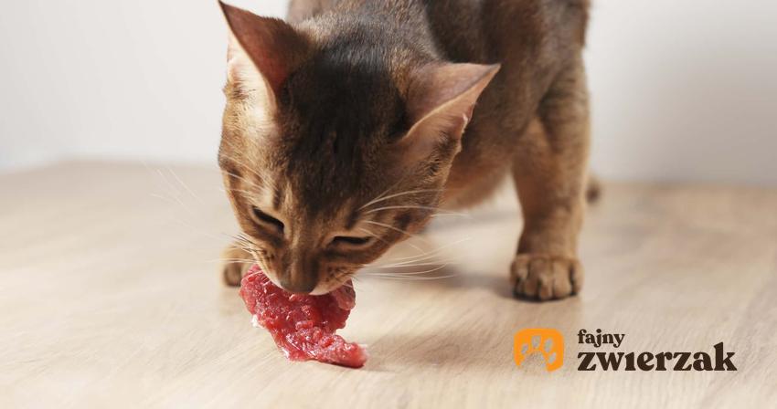 Kot jedzący surowe mięso, a także informacje, czy kot musi jeść mięso krok po kroku