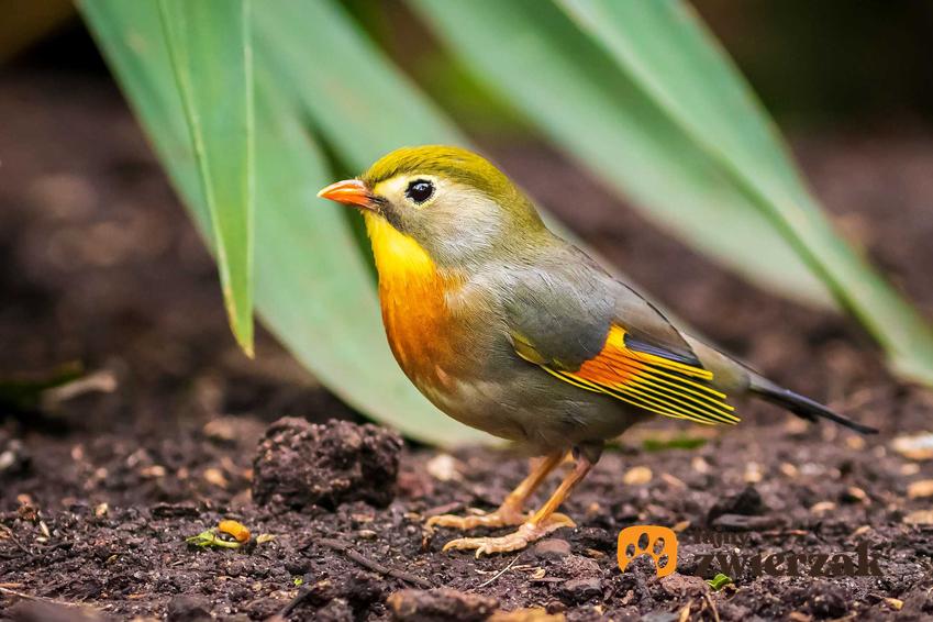 Słowik chiński z żółto-szarym upierzeniem, a także TOP 4 najpiękniej śpiewające ptaki w hodowli domowej